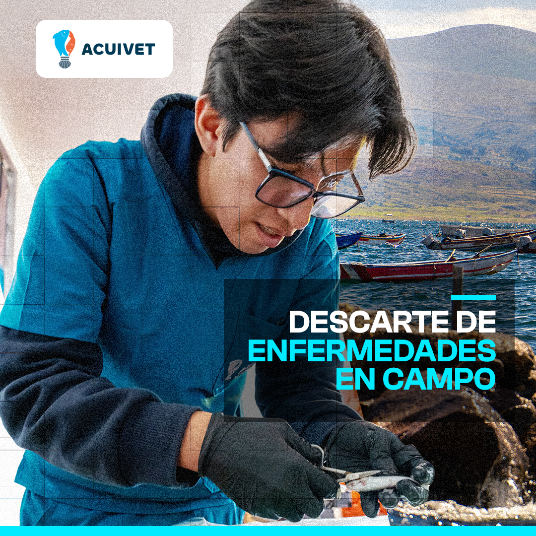 Cultivo de trucha con soporte técnico ACUIVET